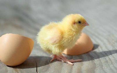 Vom Ei zum Küken